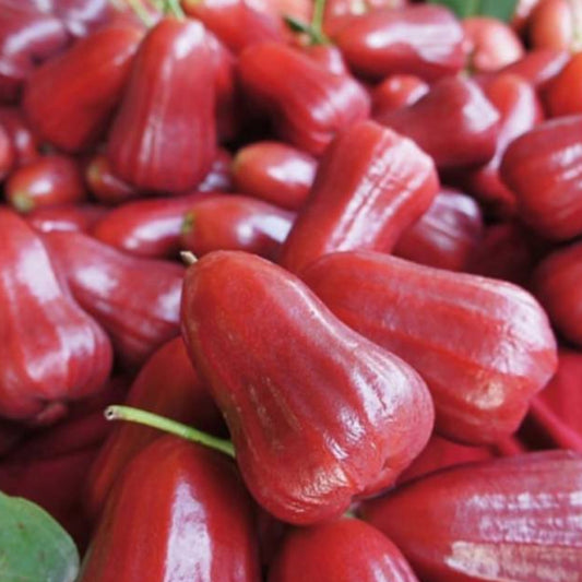 Bell Chamba Live Plants (Syzygium samarangense)
