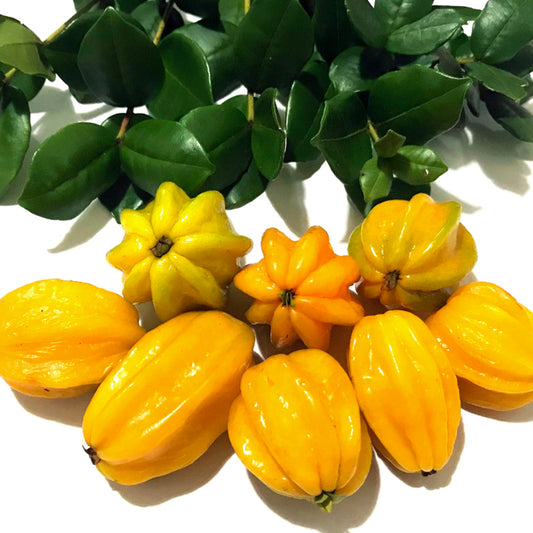 Banana Pitanga Live Plant (Eugenia anthropophaga)