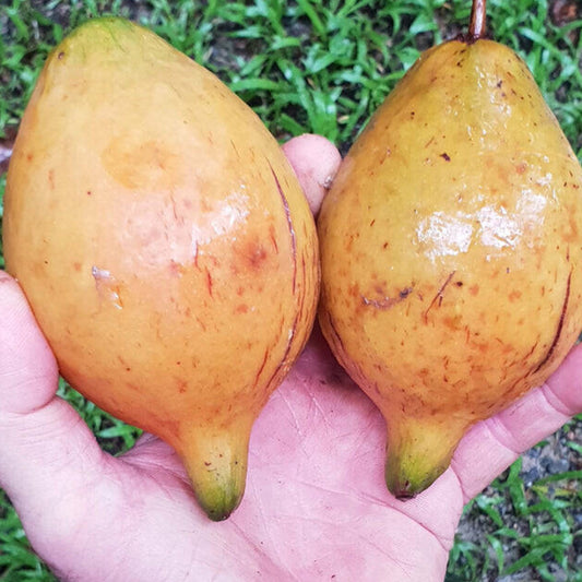 Giant Pungara Live Plant (Garcinia macrophylla)