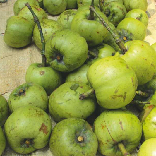 Bor-Thekera Live Plants (Garcinia Pedunculata)