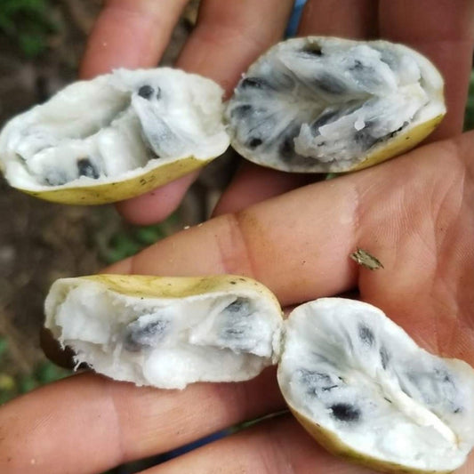 Annona Quinduensis