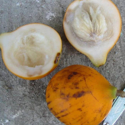 Mulchi Live Plant (Plinia inflata)
