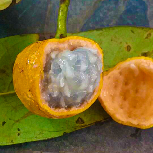 Pinha Do Mato Live Plant (Annona bahiensis)