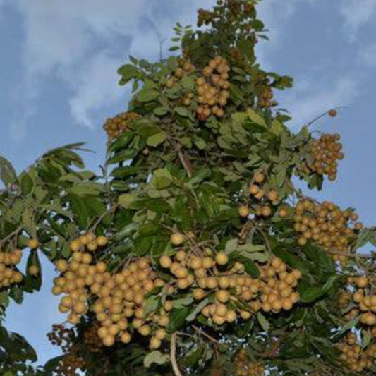 Ponyai Longan Live Plant (Dimocarpus longan)