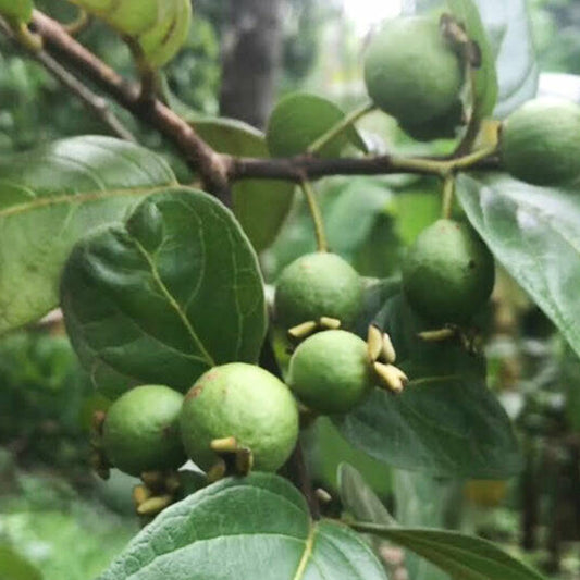 Grape Guava Live Plant (Psidium Guajava)