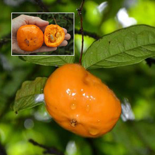 Sundrop Fruit Live Plant (Eugenia Victoriana)