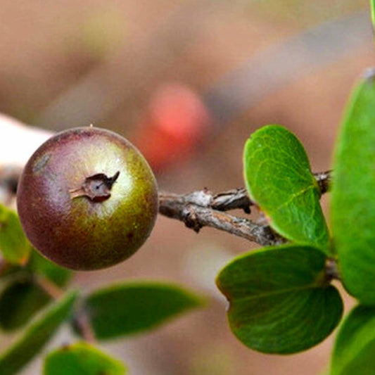 Dwarf Jaboticaba Live Plants (Plinia Nana)