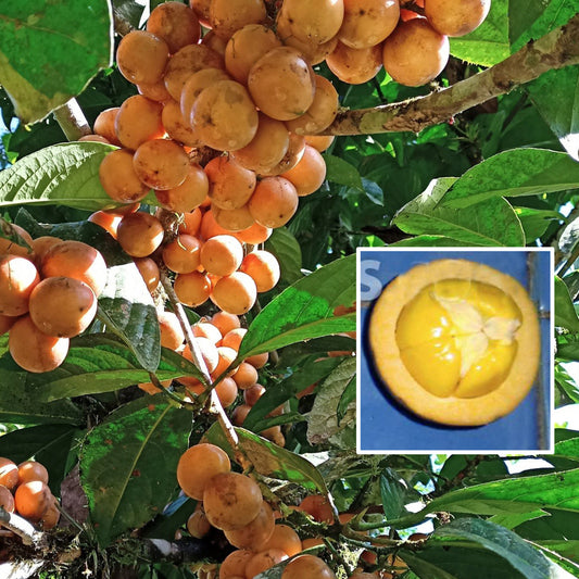 Kapul Fruit Live Plant (Baccaurea dulcis)