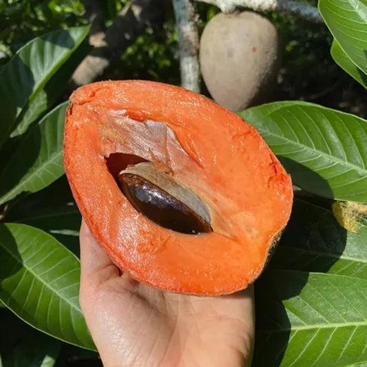 Mamey Sapote Key West Live Plant (Pouteria Sapota)