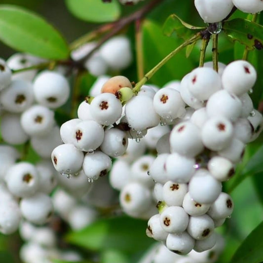 Cat Eye Fruit Live Plants (Syzygium Zeylanicum)