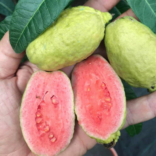 Guajava Mirim Live Plant (Psidium striatulum)