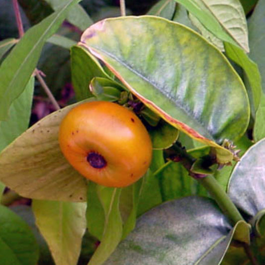 Button Mangosteen Live Plant (Garcinia prainiana)