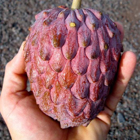Annona Red Israel Live Plant (Annona x Atemoya Red Israel)