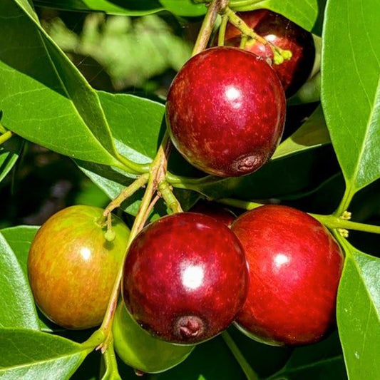 Cambuí Live Plant (Myrciaria delicatula)