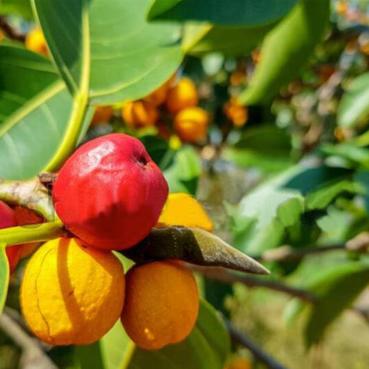 Kowa fruit Live Plants (Garcinia Kowa)