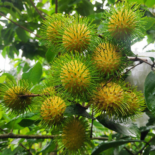 E35 Rambutan Live Plants (yellow )