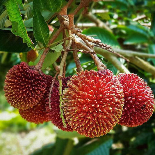 Pulasan Fruit Live Plants (Nephelium Mutabile)