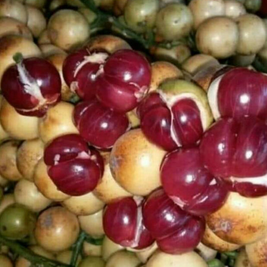 Mafai Fruit Live Plant (Baccaurea racemose)