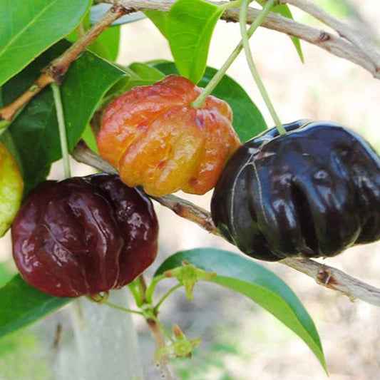 Surinam Cherry Black Live Plants (Eugenia Uniflora)
