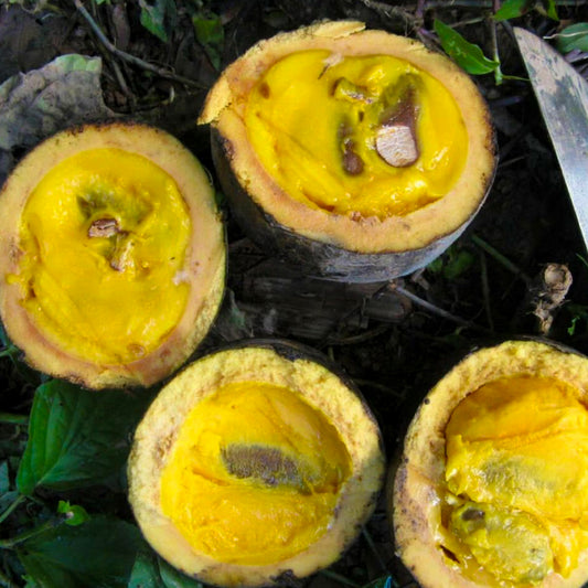 Porcelia Fruit Live plant (Porcelia nitidifolia)