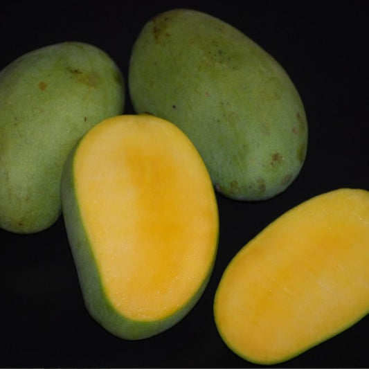 Kolomb Mango Live Plants