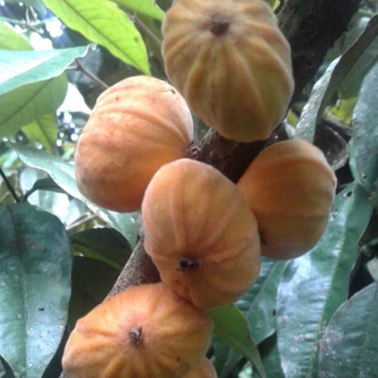 Dwarf Mulchi Live Plant (Plinia salticola)