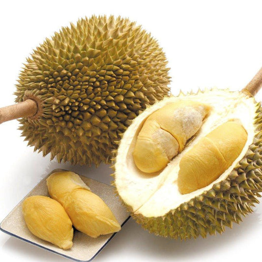 Monthong durian Live Plants