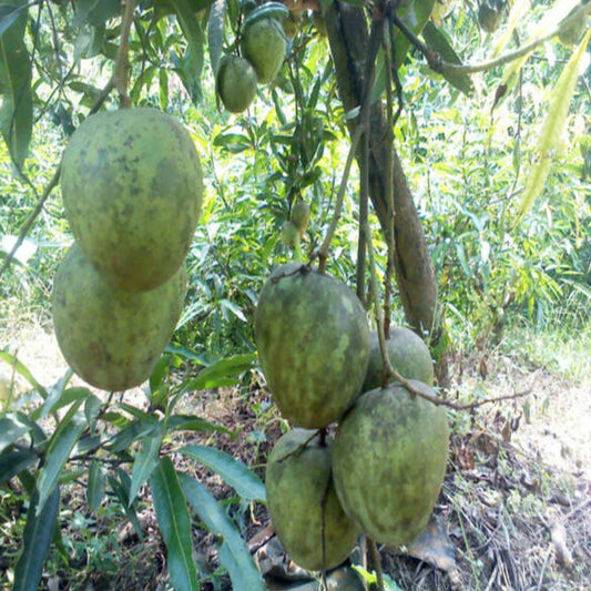 Kosseri Mango Live Plants
