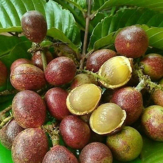 Purple Matoa Live Plants (Pometia Pinnata)