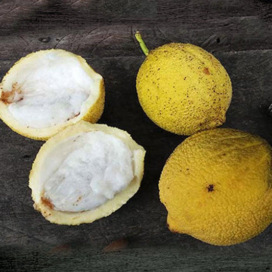 Lindero Fruit Live Plant (Garcinia sp. Lindero)