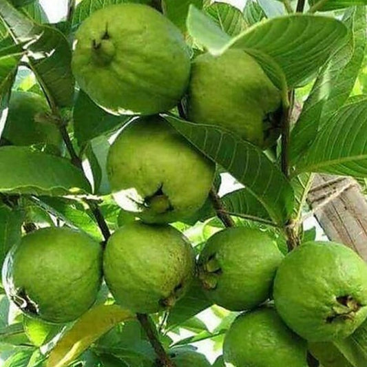 L 49 Guava Live Plant (Psidium Guajava)