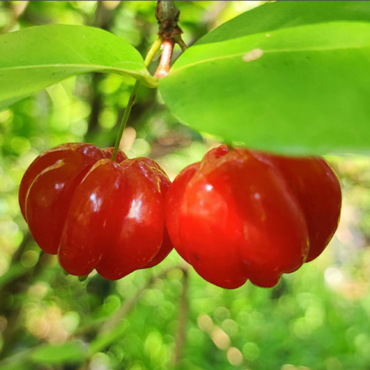 Surinam Cherry Red Live Plants (Eugenia Uniflora)