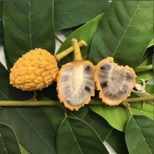 Araticui Fruit Live Plant (Annona Dolabripetala)