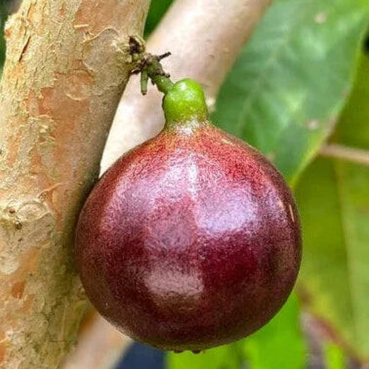 ESALQ Red Jaboticaba Live Plant (Plinia Phitrantha Esalq)