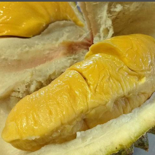Musang king durian Live Plants