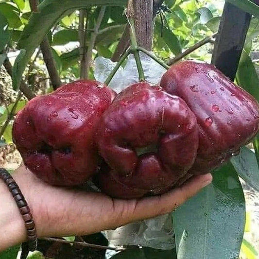 Dalhari Chamba Live plant (Syzygium Samarangense)