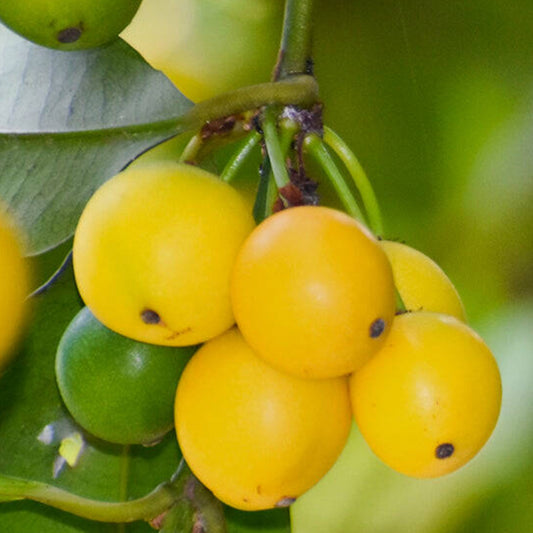 Cherry Mangosteen Live Plants (Garcinia Intermedia)