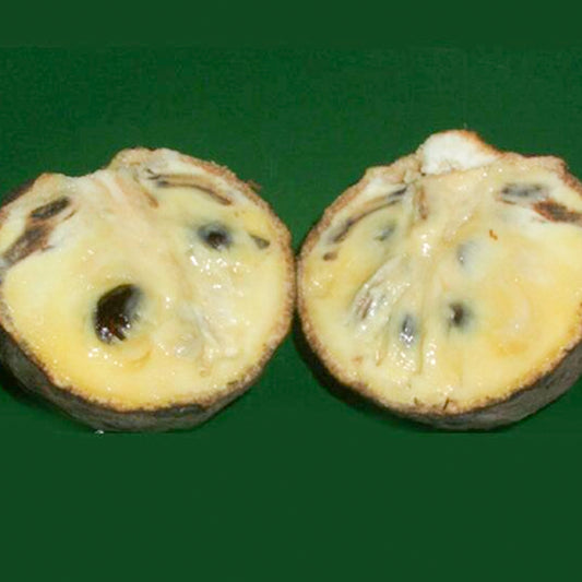 poshe-te Live plant (Annona scleroderma)