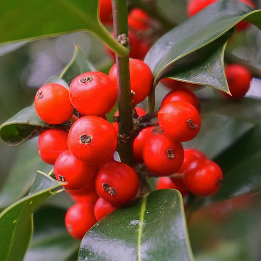 Cedar Bay Cherry Live Plants (Eugenia Reinwardtiana)
