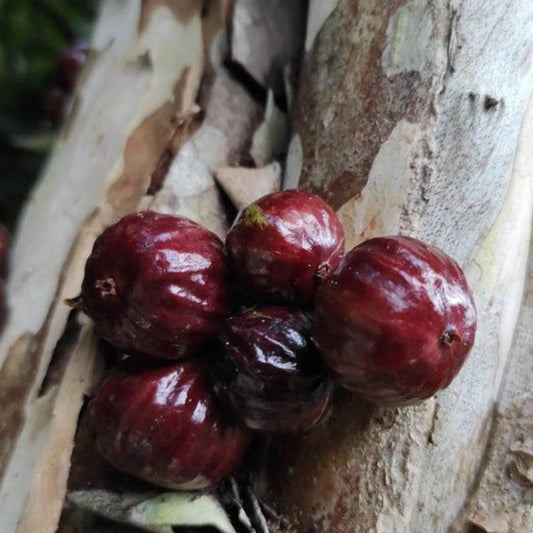 Navel Costada Jaboticaba Live Plant (Plinia Sp. Navel Costada)