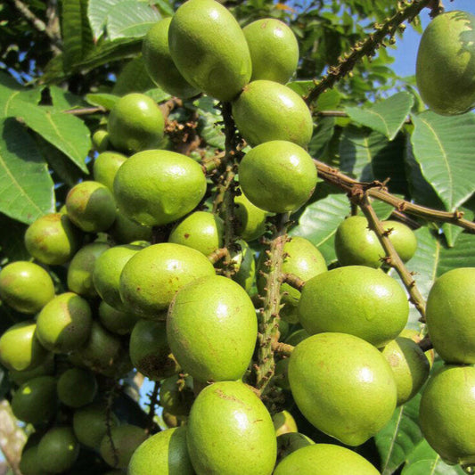Green Matoa Live Plant (Pometia Pinnata)