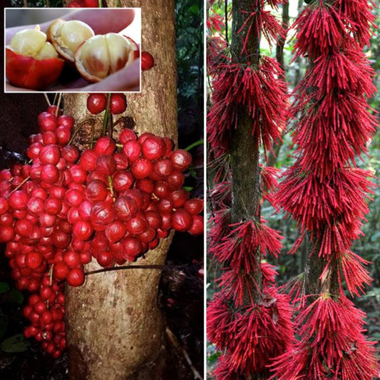 Mooty Fruit Live Plant (Baccaurea Courtallensis)
