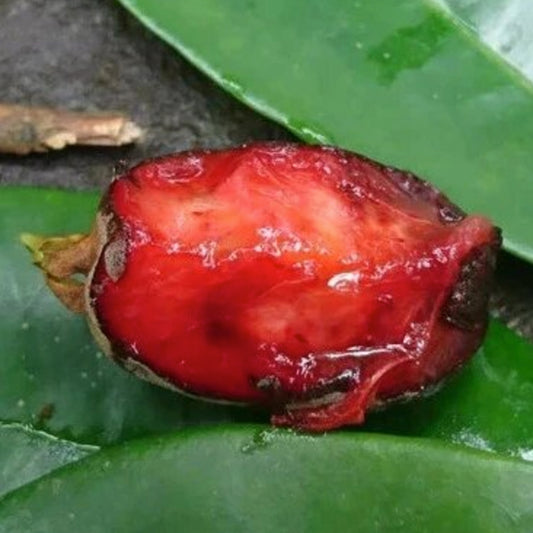 Cereja Cherry Live Plant (Eugenia Cereja)