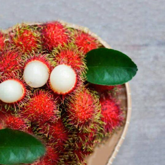 Rambutan Binjai Live Plants