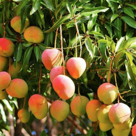 Kottukonam Mango Live Plants