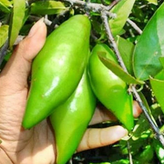 Madan Live Plant (Garcinia Schomburgkiana)