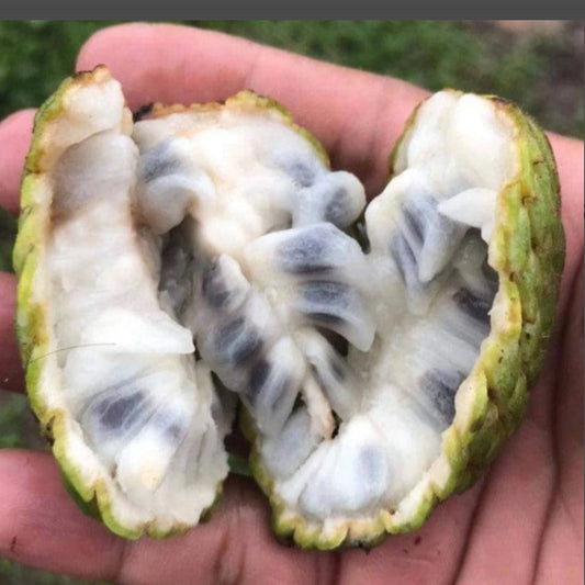 Araticum de cipo live plant (Annona sp Amazonas)