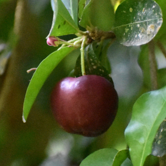 Sweet Acerola cherry Live Plant (Malpighia Emarginata)