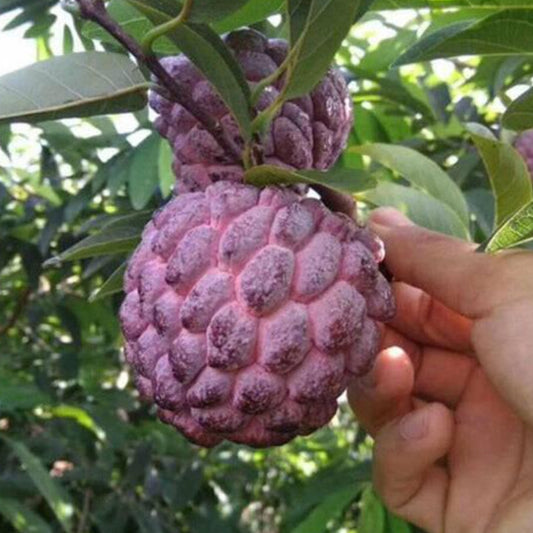 Purple Sugar Apples Live Plant ( Annona Squamosa)