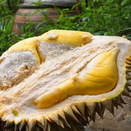 Nonthaburi durian Live Plants